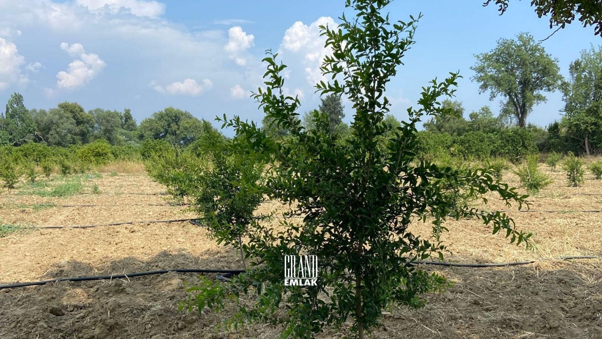 Antalya, Aksu Karaöz’de Satılık 9.100 m2 Satılık Tarla (5)