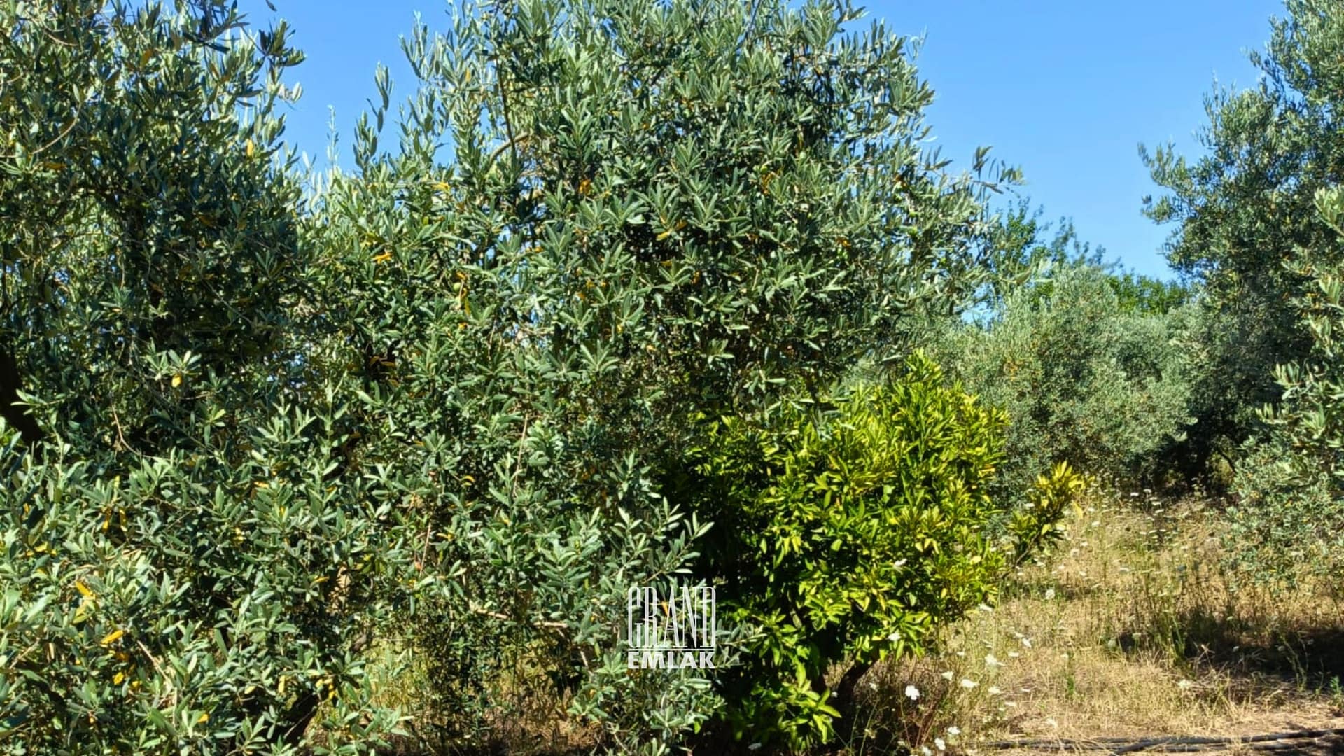 1.790 M2 ZEYTİNLİK KUŞLAR ANTALYA (3)