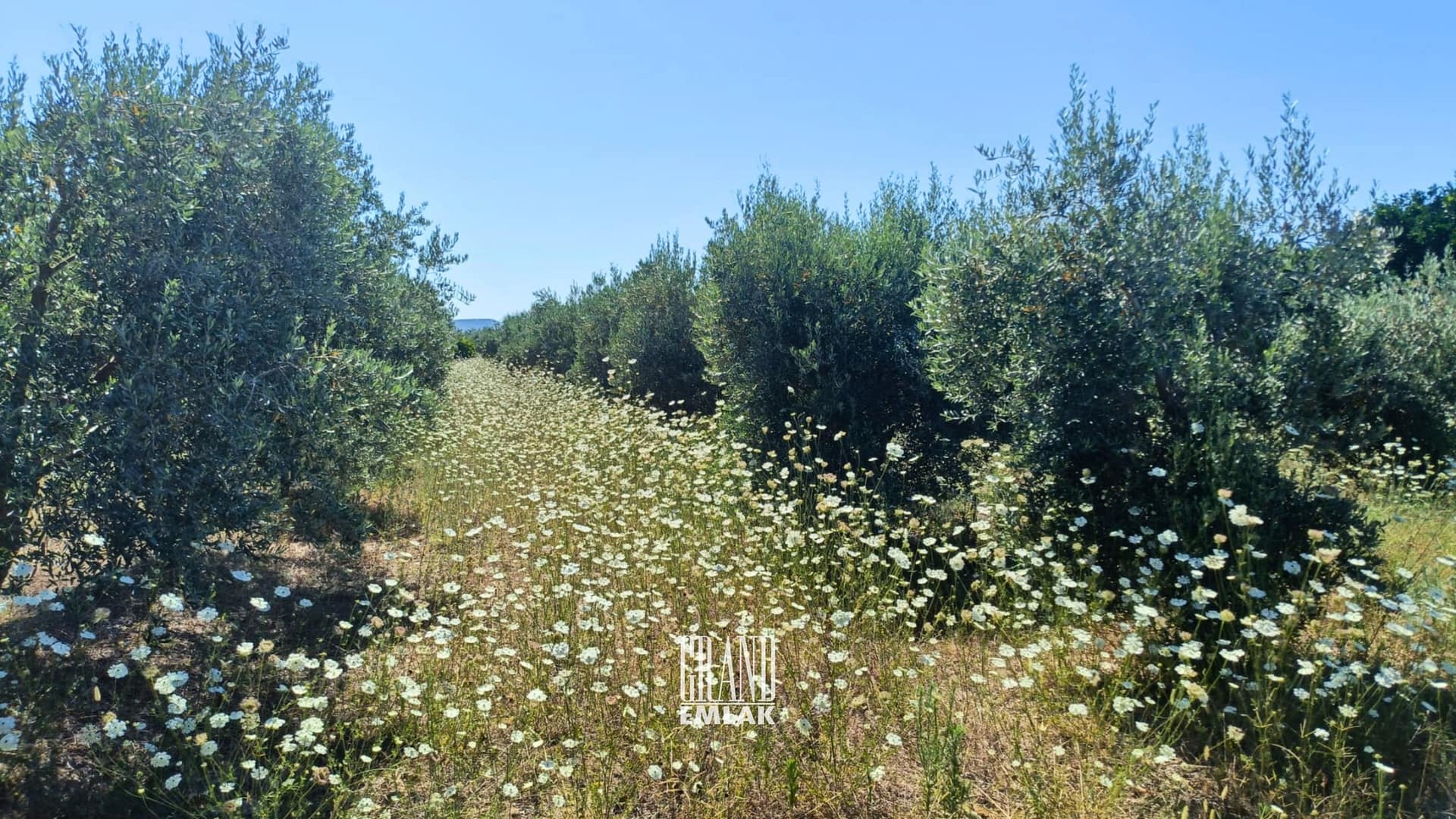 1.790 M2 ZEYTİNLİK KUŞLAR ANTALYA (4)