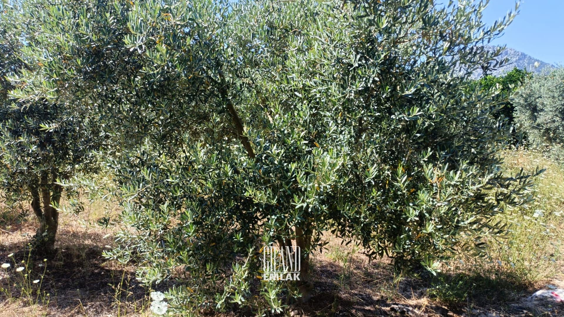 1.790 M2 ZEYTİNLİK KUŞLAR ANTALYA (5)