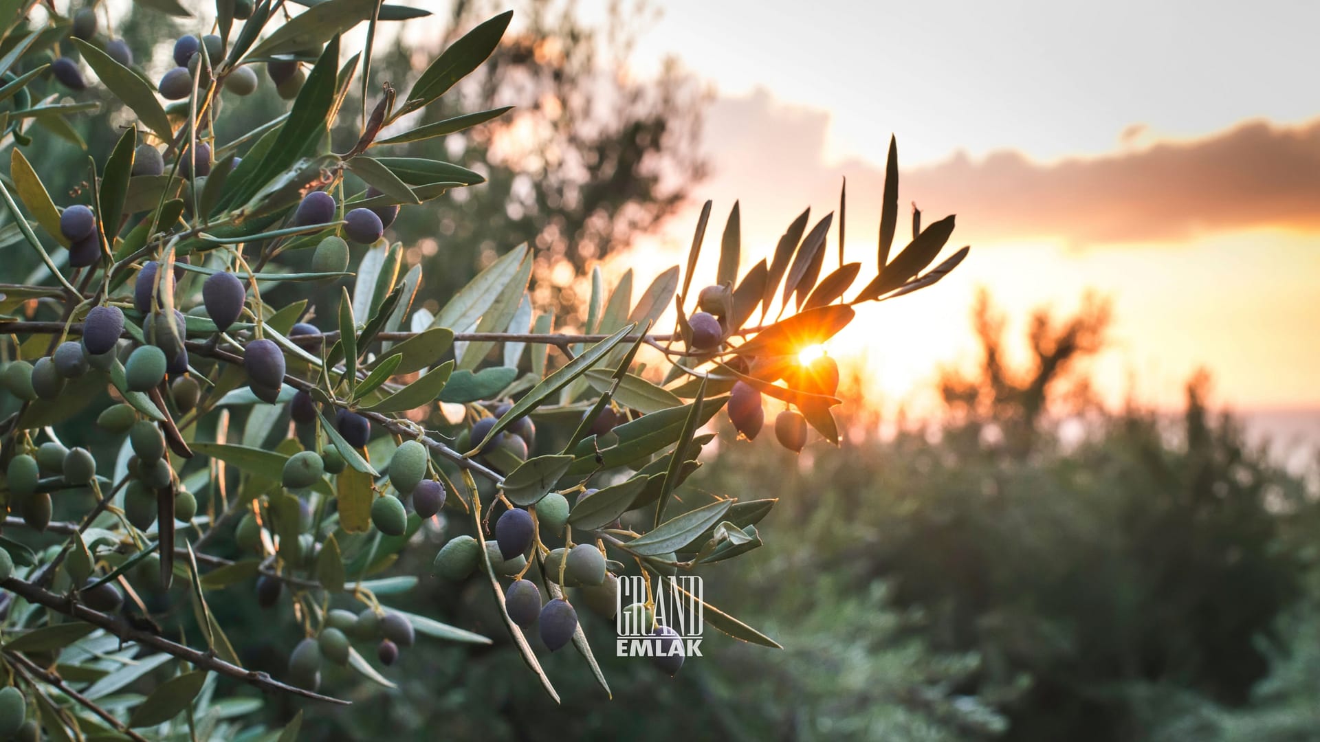 1.790 M2 ZEYTİNLİK KUŞLAR ANTALYA