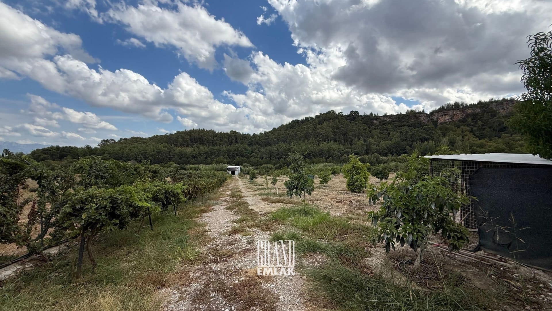 çiftlik ewvi 2 (30)