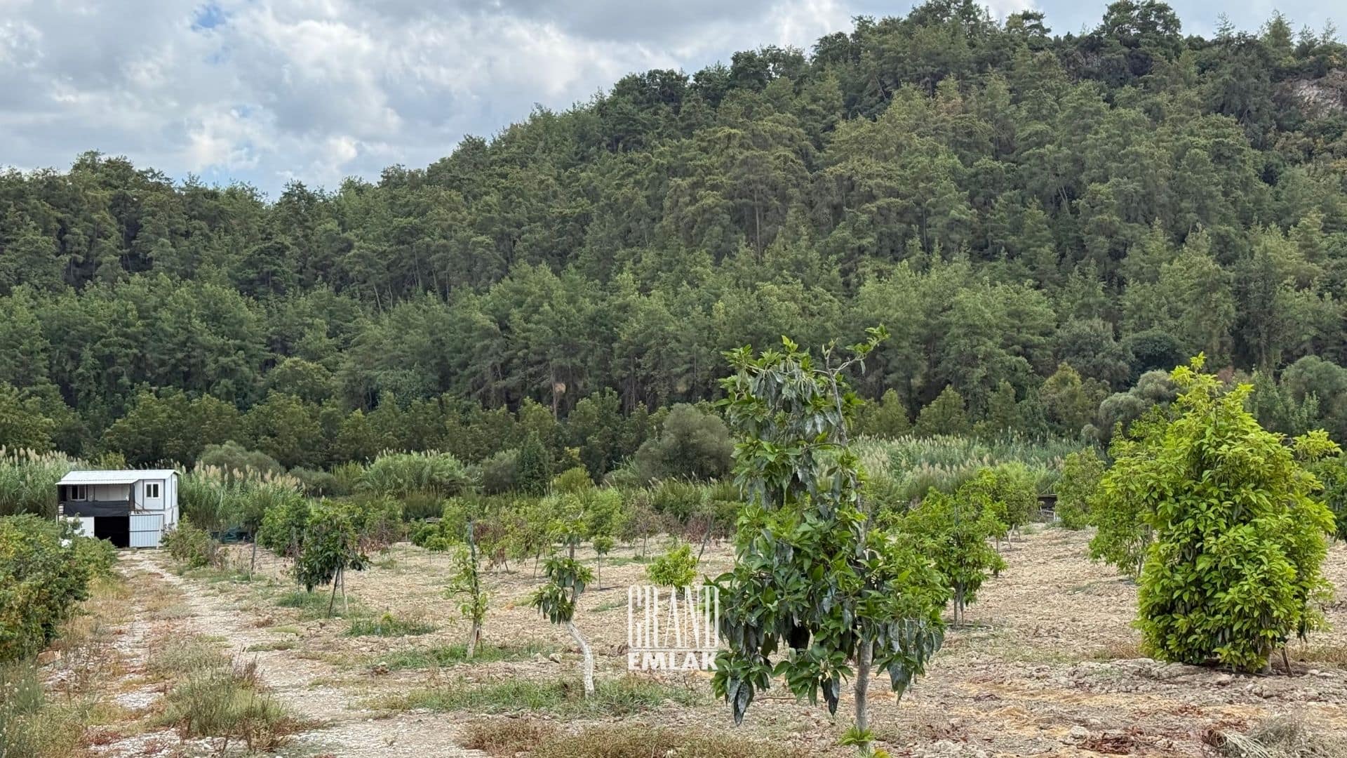 çiftlik ewvi 2 (31)